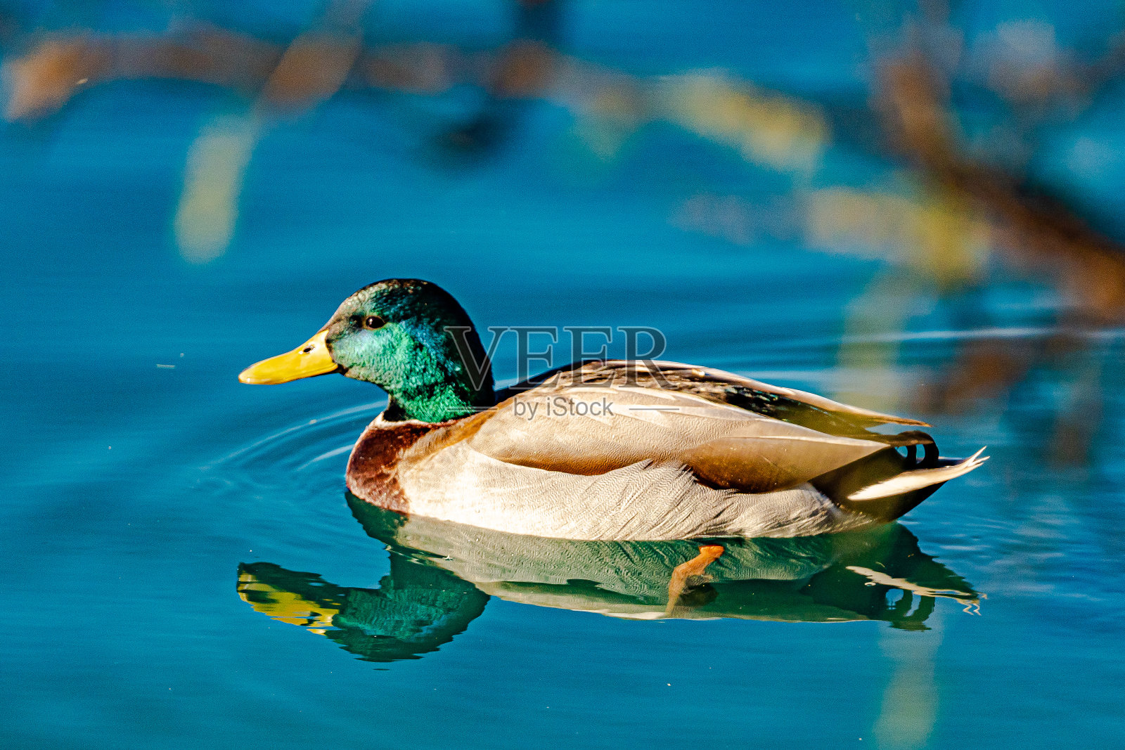 一只雄绿头鸭在泳池里游泳的美丽镜头照片摄影图片