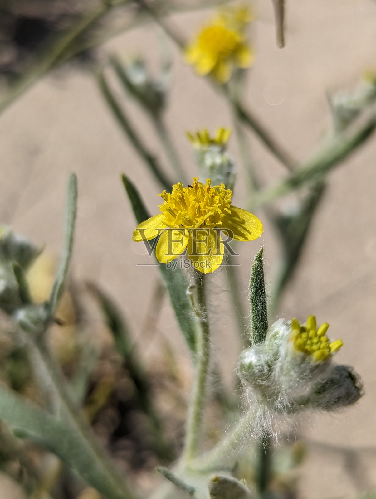 毛雏菊(Eriophyllum wallacei)照片摄影图片