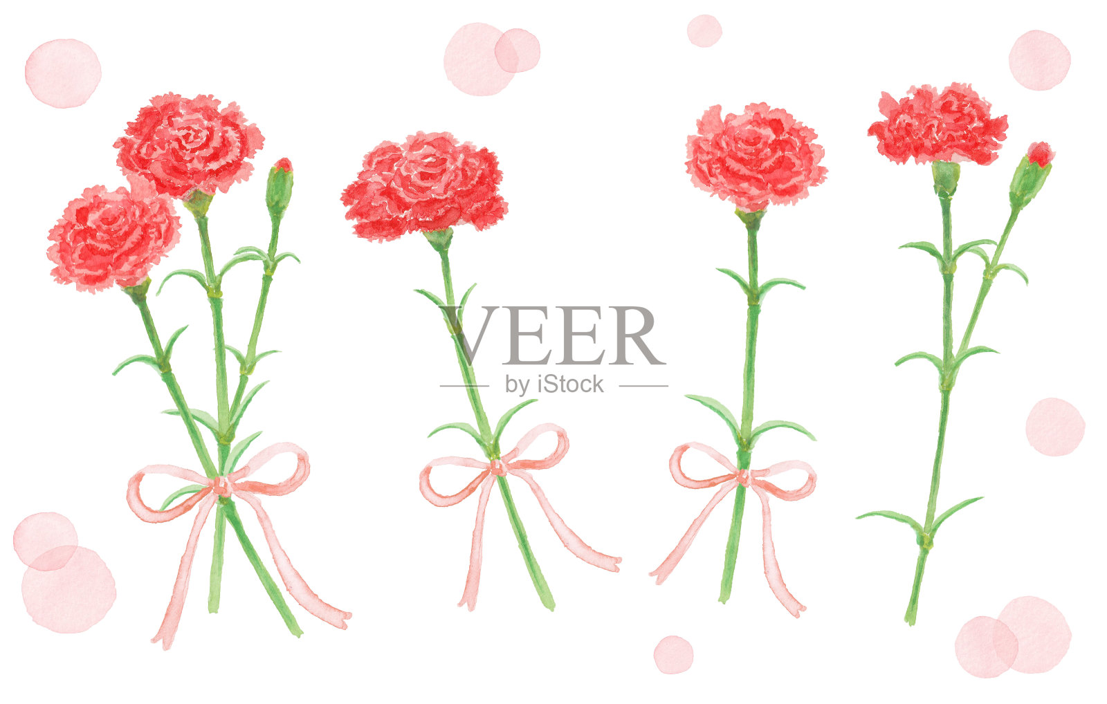 母亲节康乃馨插图与水彩画插画图片素材