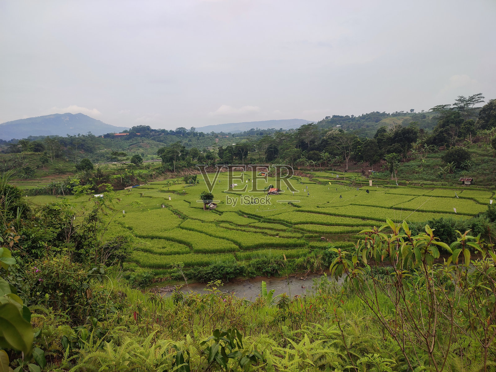 稻田照片摄影图片