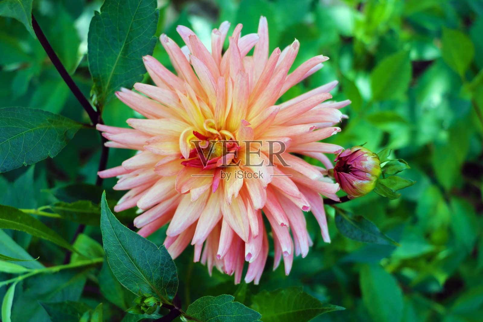 大丽花橙花在花园充分开花特写。照片摄影图片