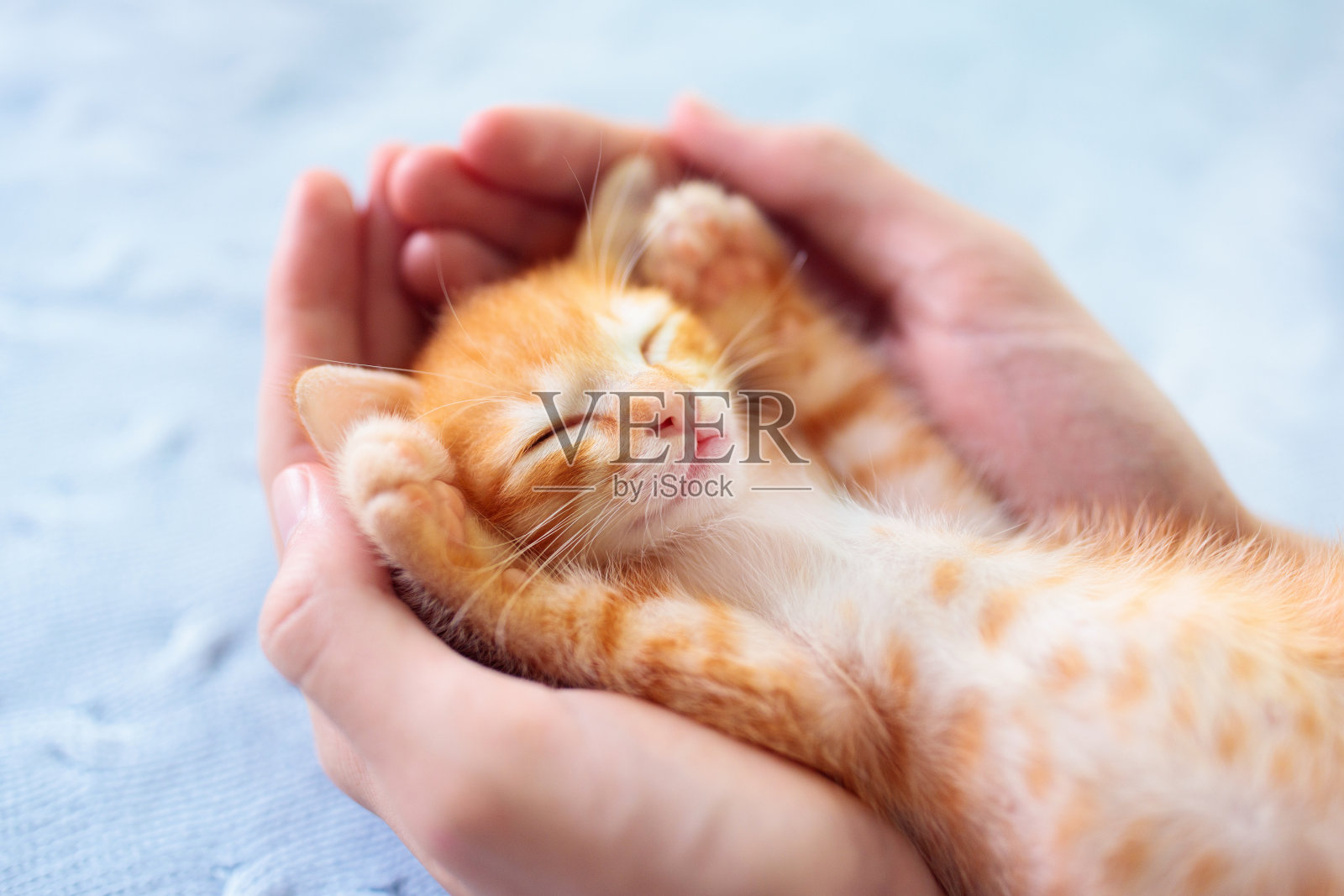 小猫睡在男人的手里。猫的睡眠。照片摄影图片