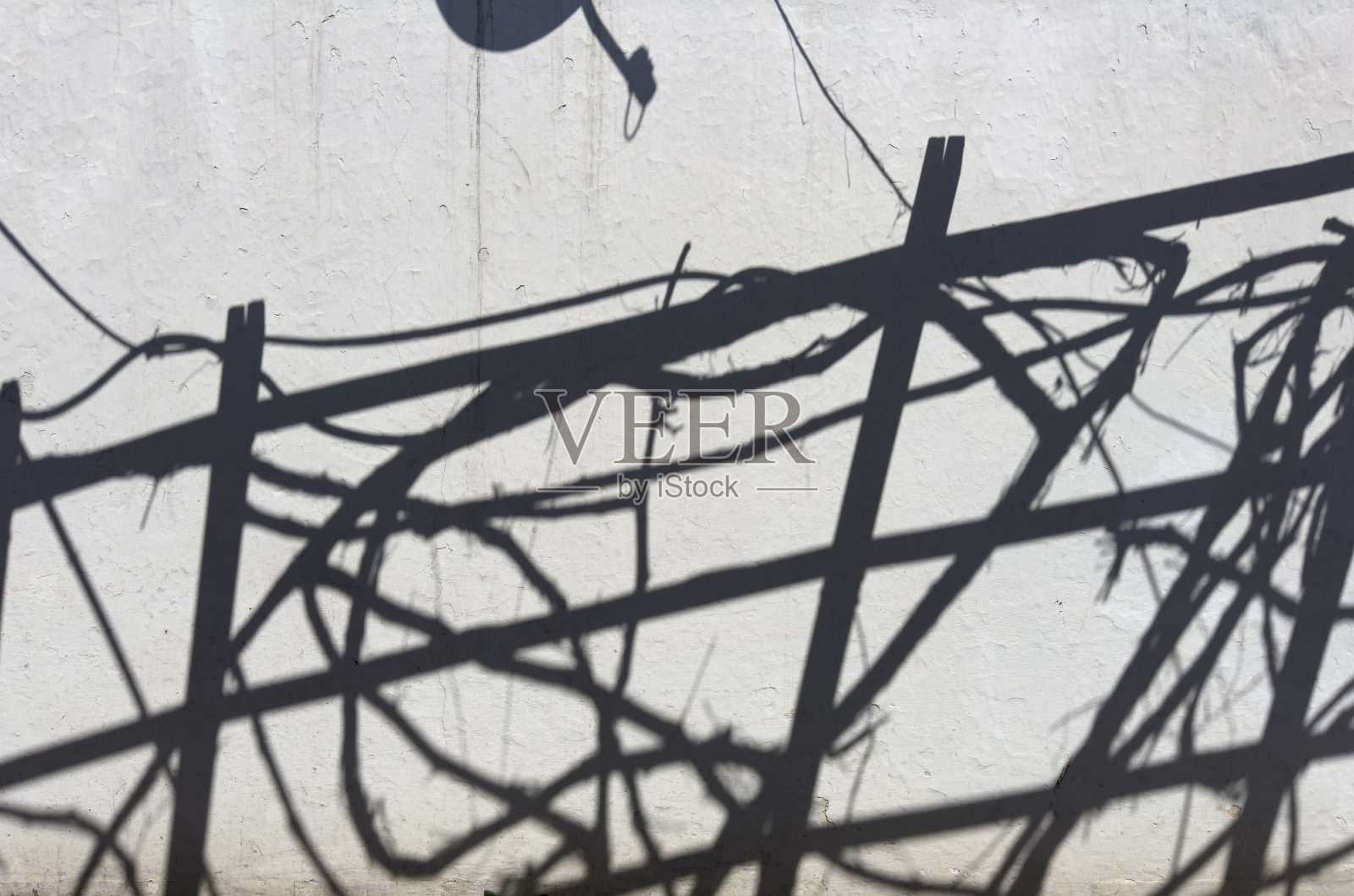 墙上有一棵树的影子照片摄影图片