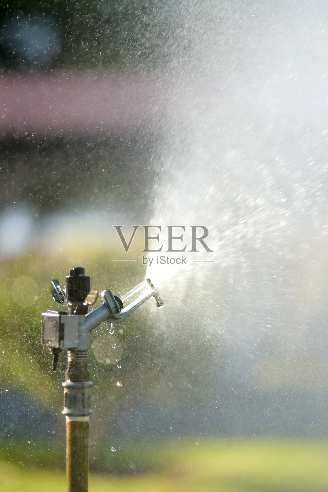 垂直照片的花园洒水车在阳光明媚的后院。照片摄影图片