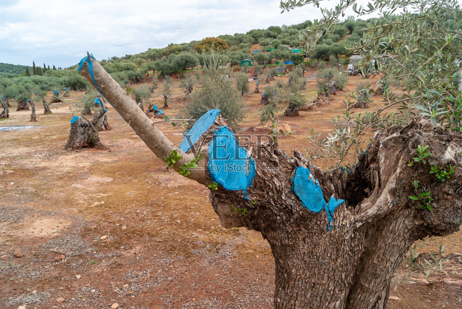 橄榄树涂上蓝色密封剂，以避免修剪季节后损坏。照片摄影图片