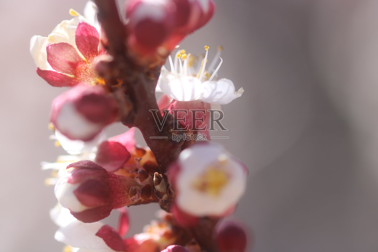 杏花照片摄影图片