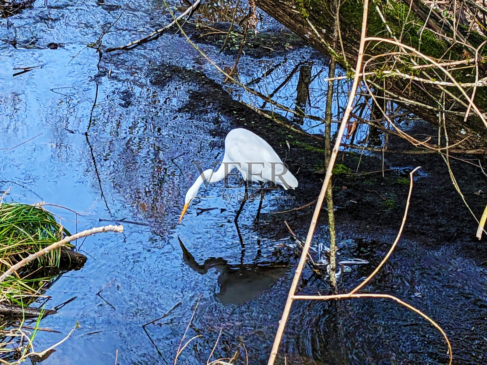 大白鹭站在小溪里照片摄影图片