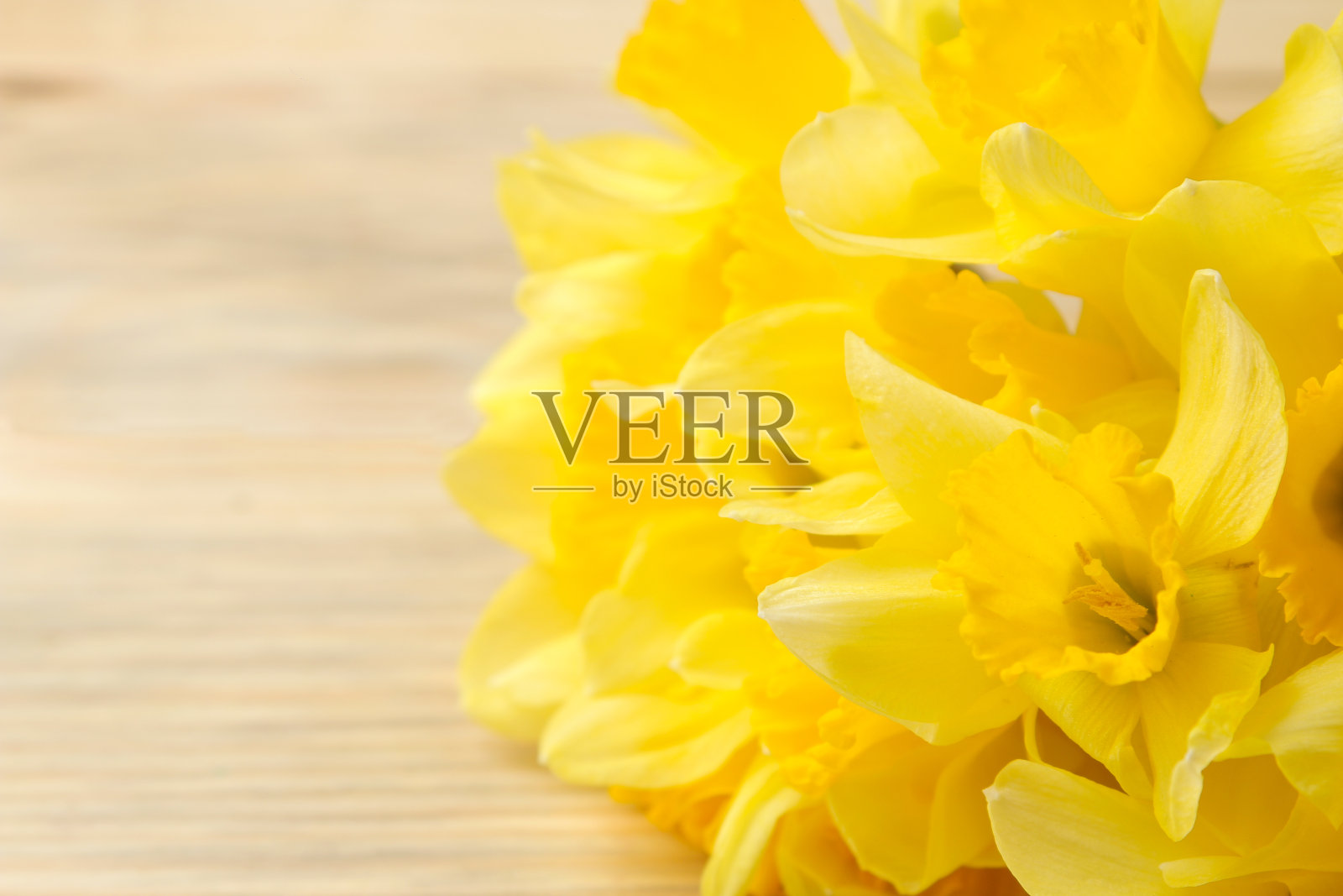 春天的花朵，黄色的水仙花在自然的木制背景上。放置文本的地方照片摄影图片