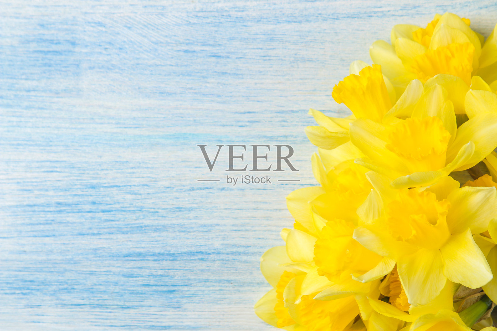 春天的花朵，黄色的水仙花，蓝色的木制背景。放置文本的地方照片摄影图片