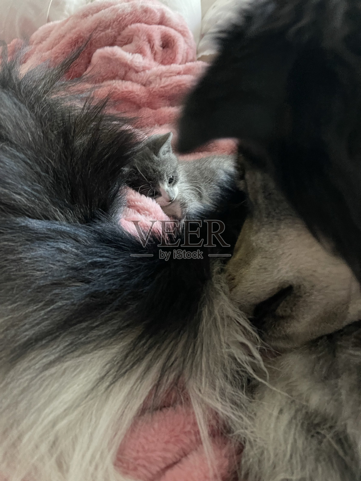 狗和小猫照片摄影图片