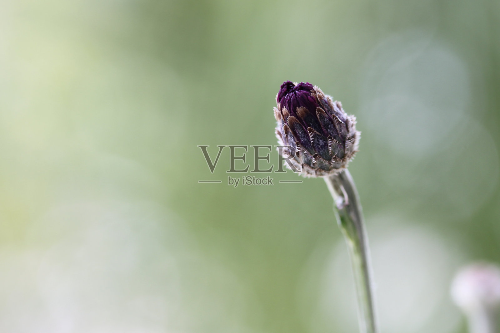 单身汉按钮的花朵颜色显露出来照片摄影图片