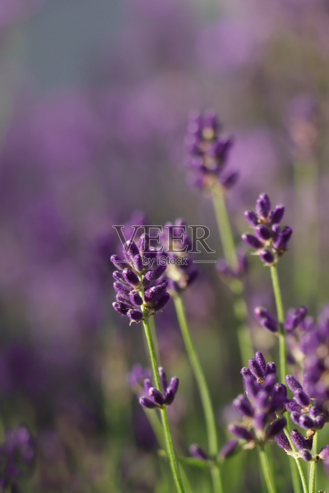 近距离观察美丽的薰衣草在阳光灿烂的日子照片摄影图片
