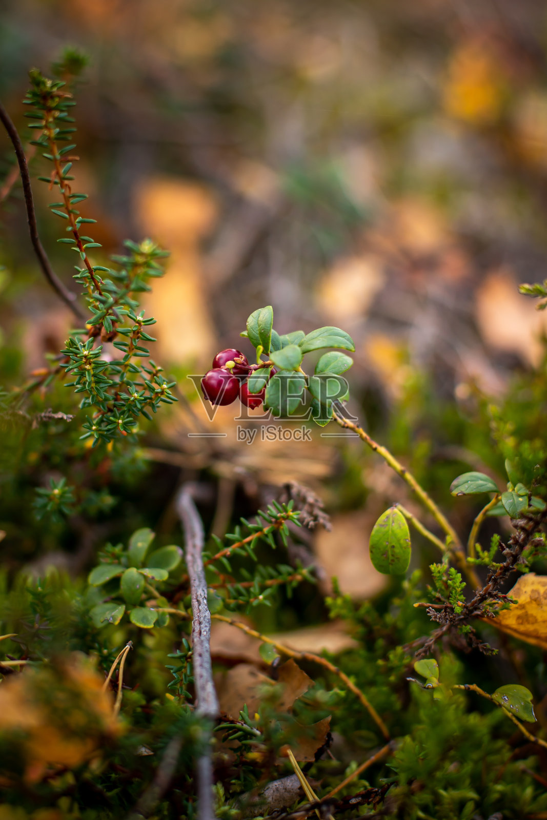 森林中牛蒡的软焦照片摄影图片