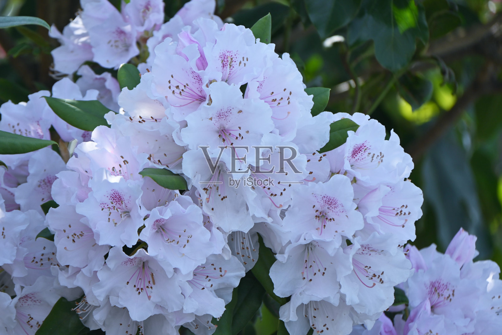 杜鹃花的花。照片摄影图片