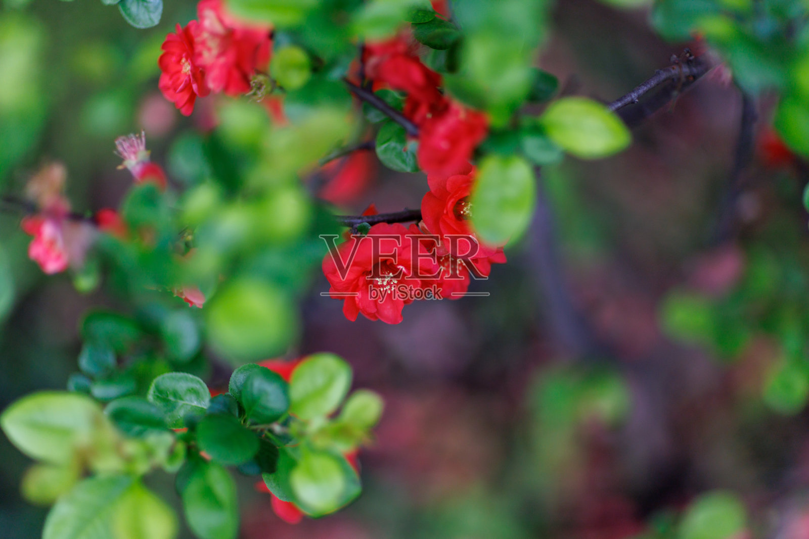 花照片摄影图片