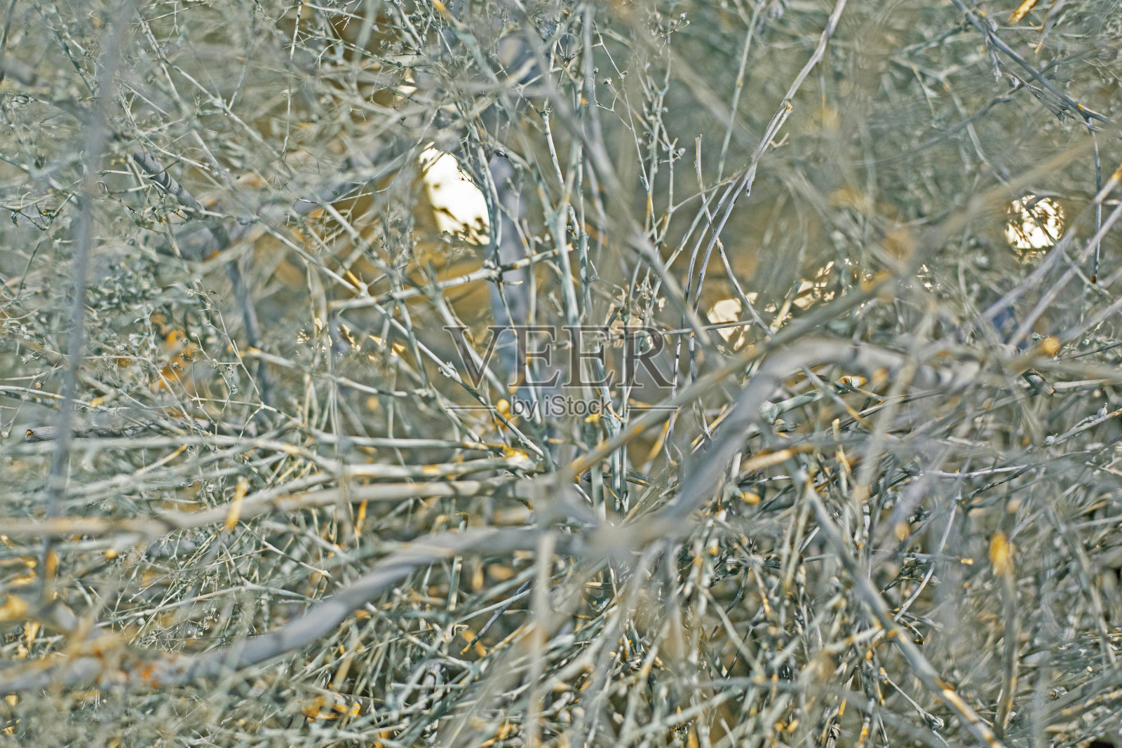 摘要光背景从风滚草的干燥植物，水平照片摄影图片