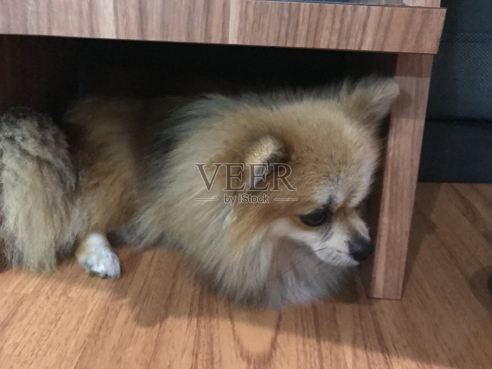 顽皮的狗照片摄影图片