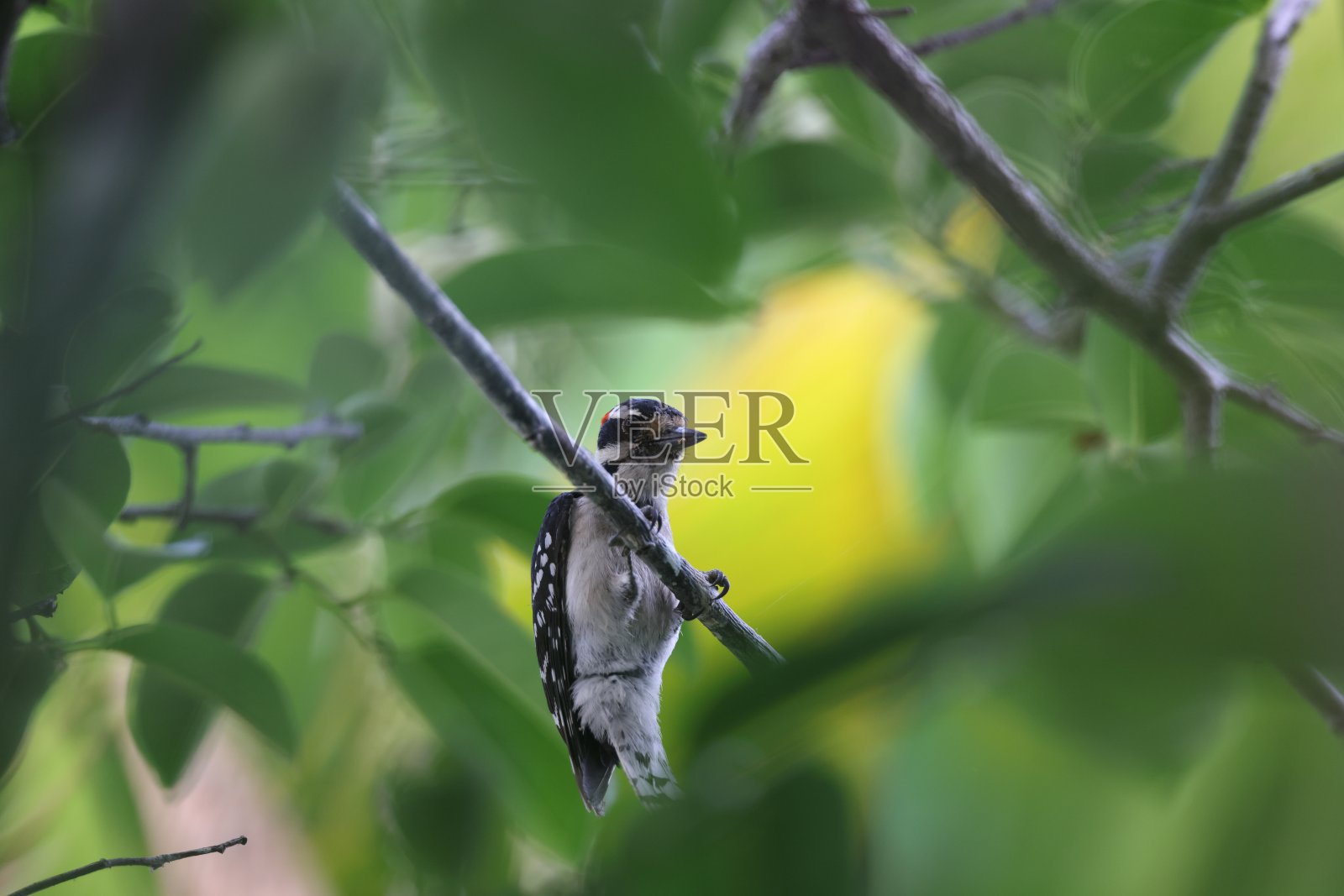 毛啄木鸟(Leuconotopicus villosus)，美国佛罗里达州和平水域保护区照片摄影图片