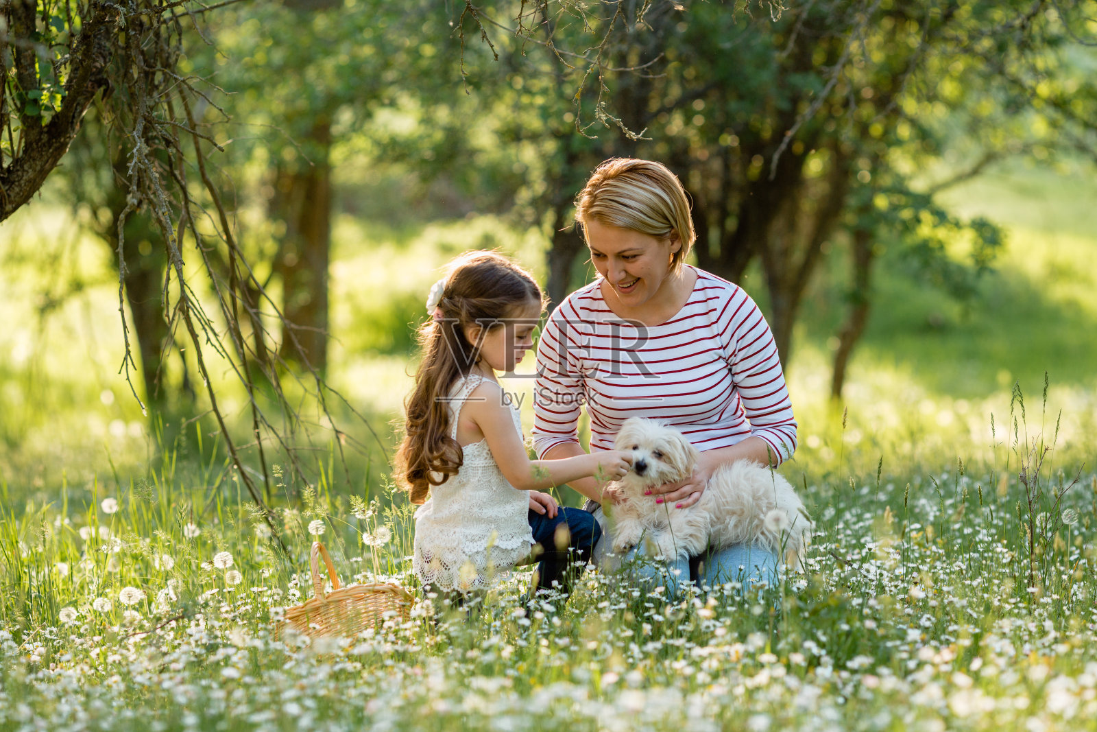一家人在院子里和他们的狗狗玩耍照片摄影图片
