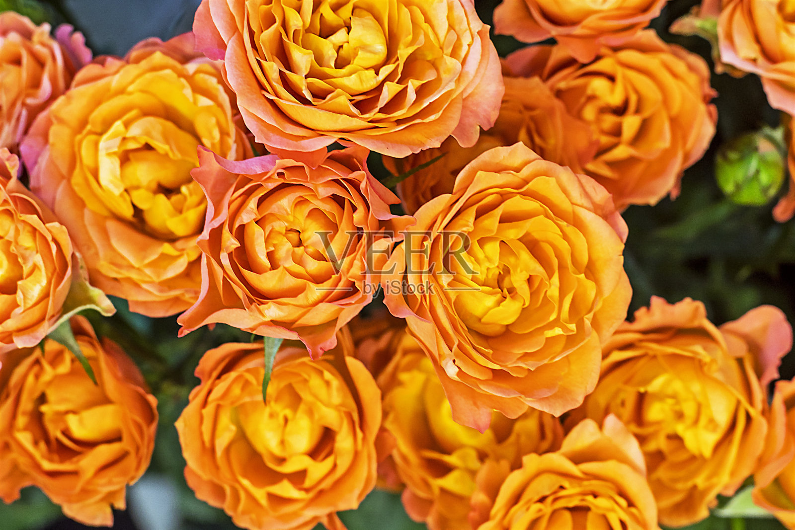 特写的一束奶油美丽的玫瑰，水平照片摄影图片