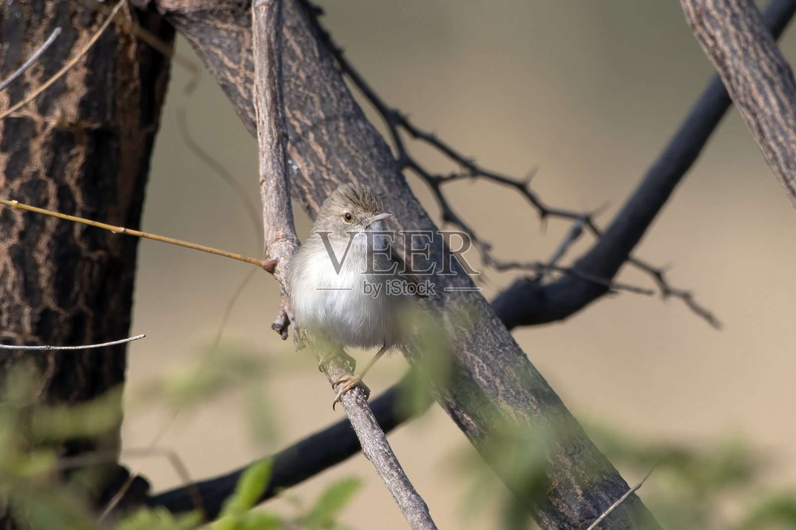 在印度古吉拉特邦的纳尔萨罗瓦尔附近观察到的娇嫩的公主或公主照片摄影图片