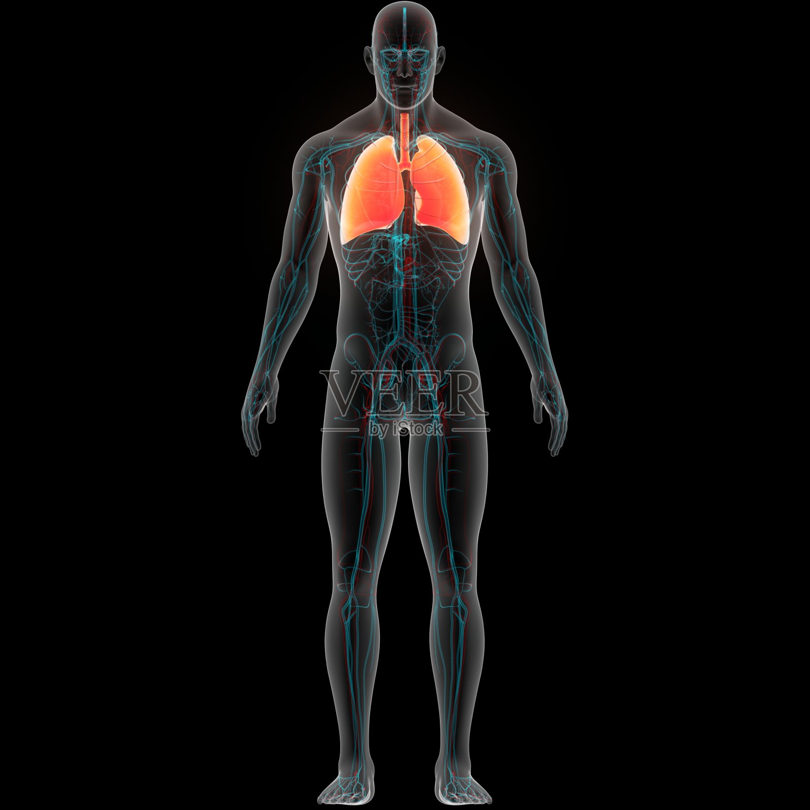 人体呼吸系统肺解剖照片摄影图片