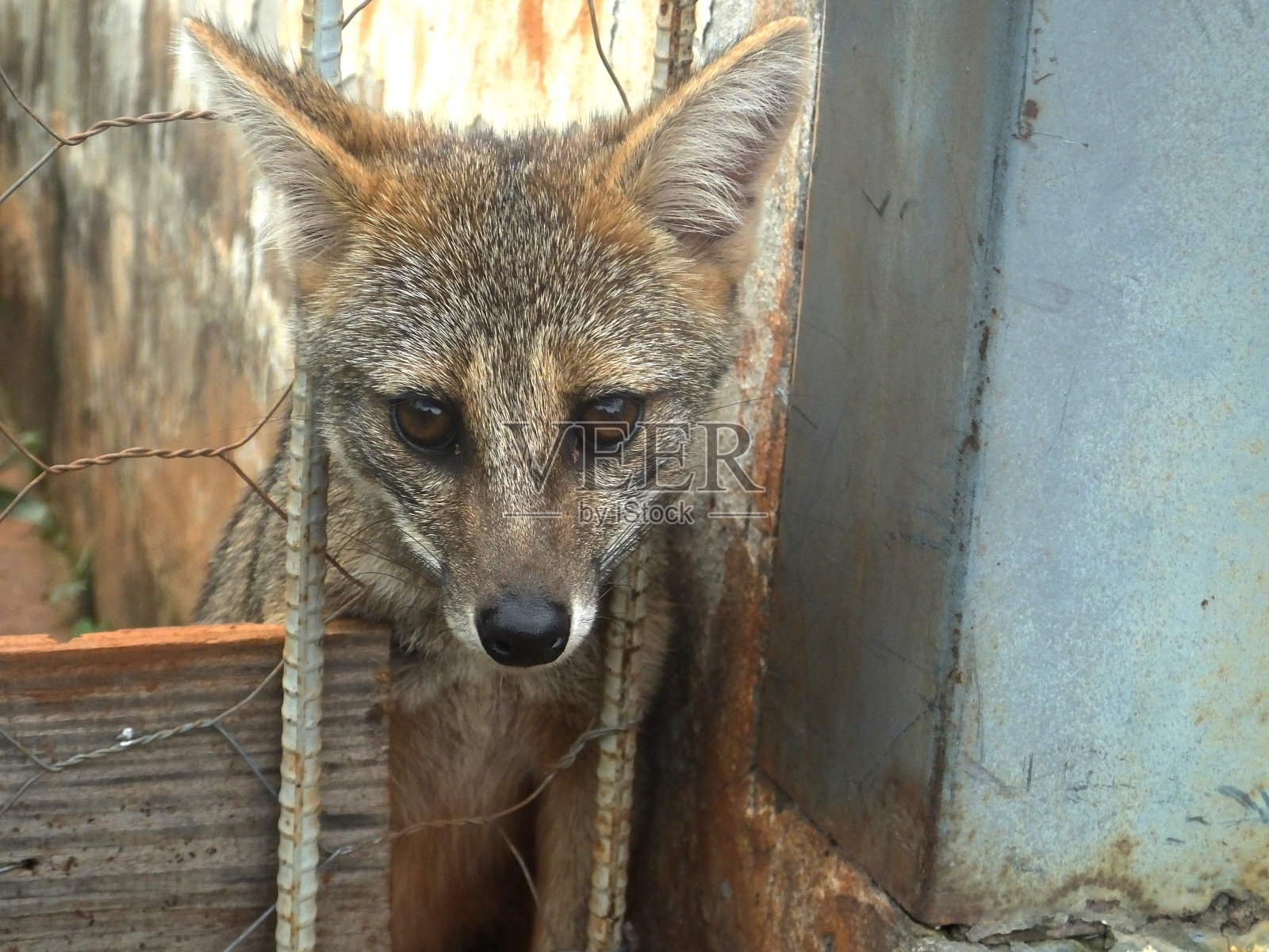 巴西狐狸lycalopex vetulus照片摄影图片