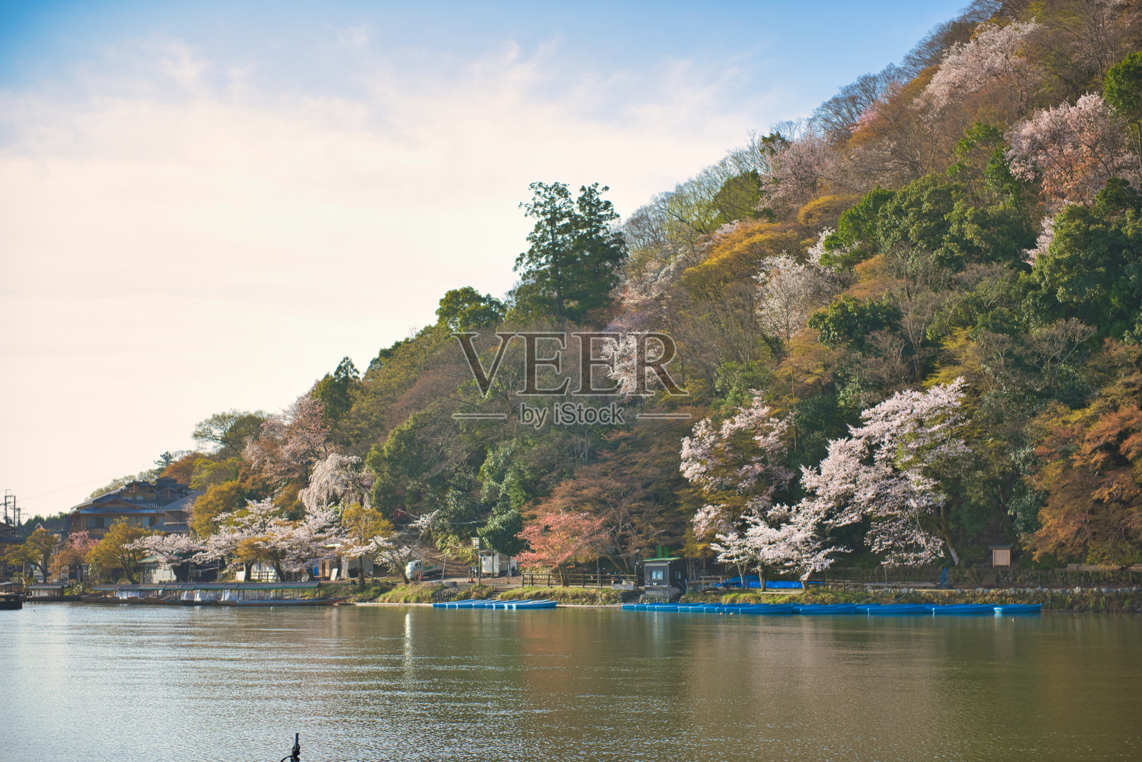 京都岚山樱花盛开照片摄影图片