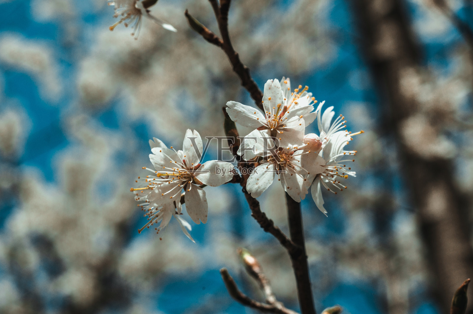 春暖花开的桃花，花瓣上沾着泥照片摄影图片