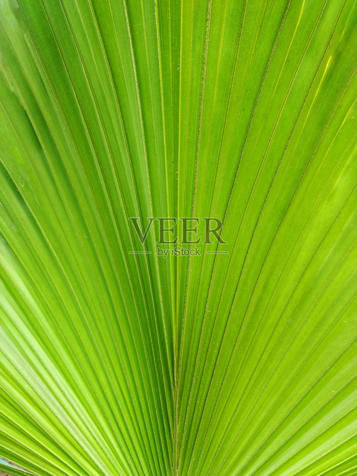 充满活力的绿叶，独特而复杂的形状，由多片薄而精致的叶子组成照片摄影图片