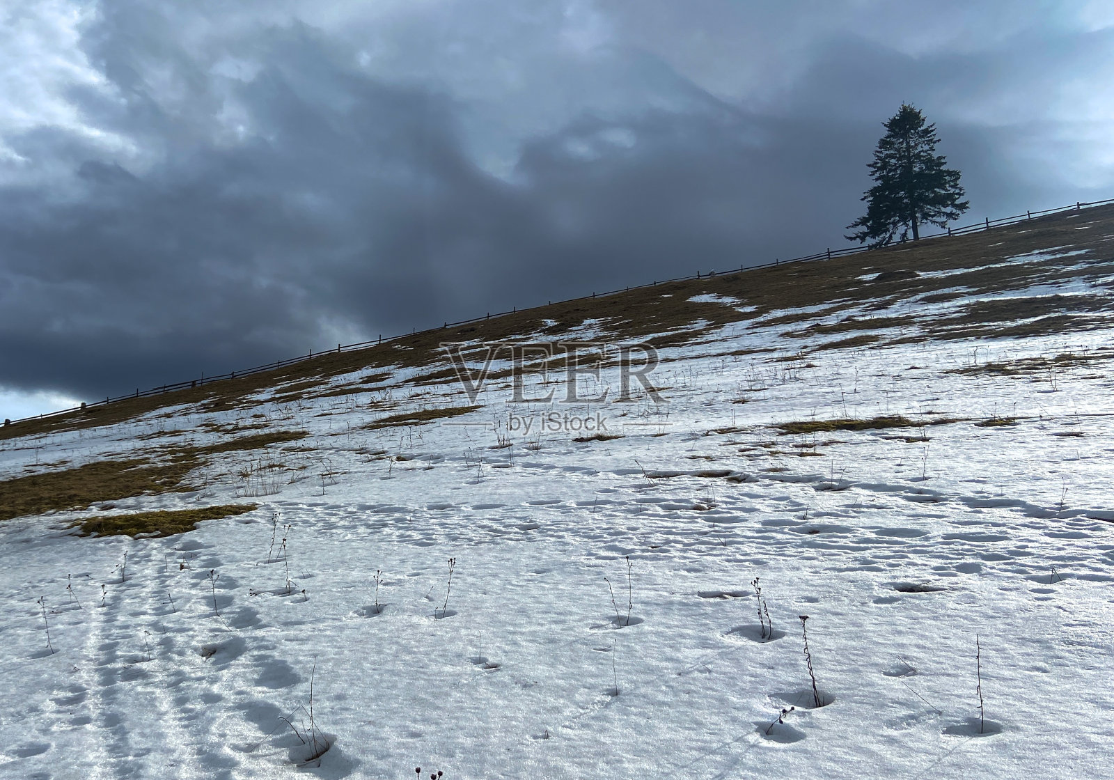 山顶上孤独的松树。初春，雪化，横照片摄影图片