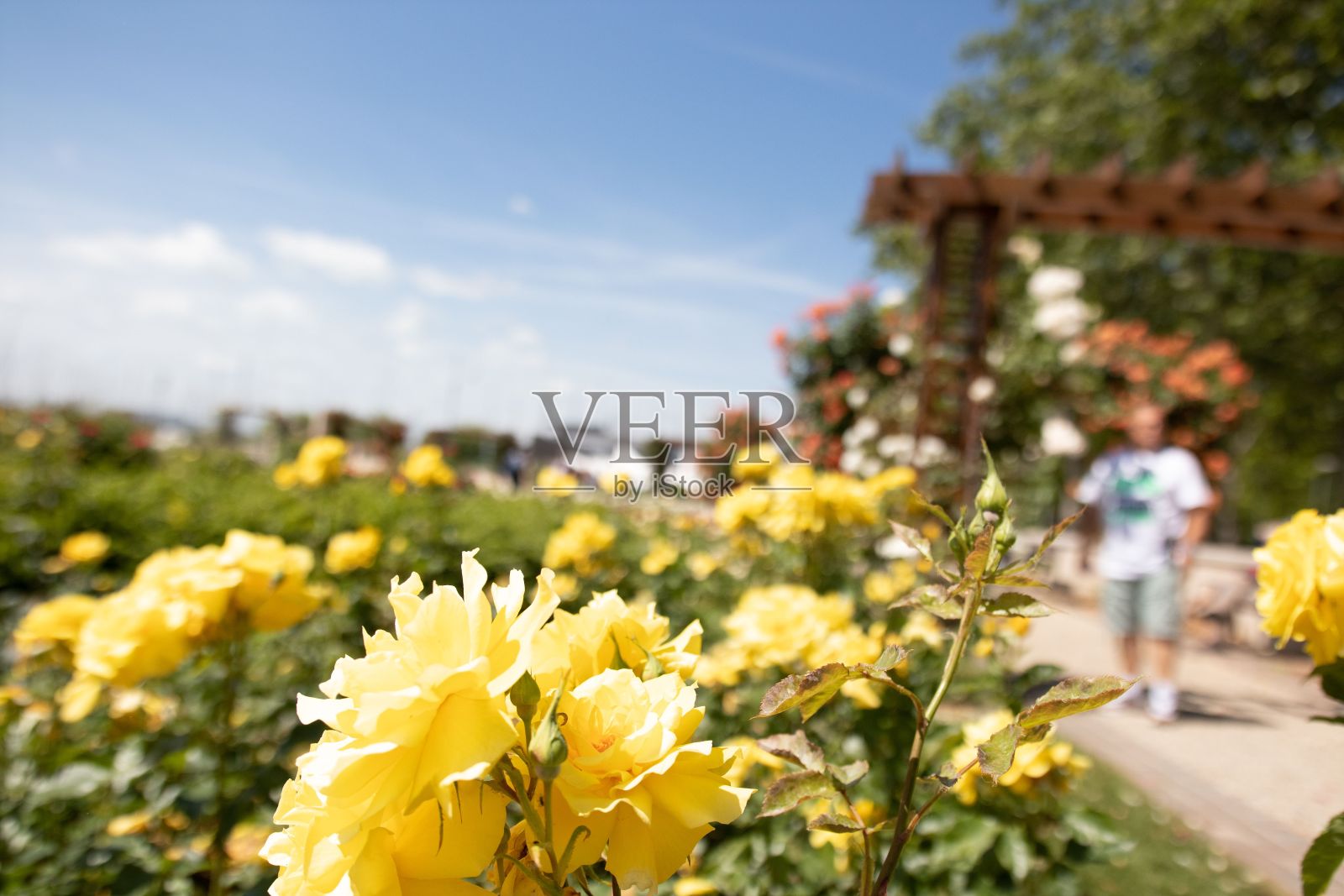郁郁葱葱的花园在明亮的阳光下，以一排充满活力的黄花盛开为特色照片摄影图片