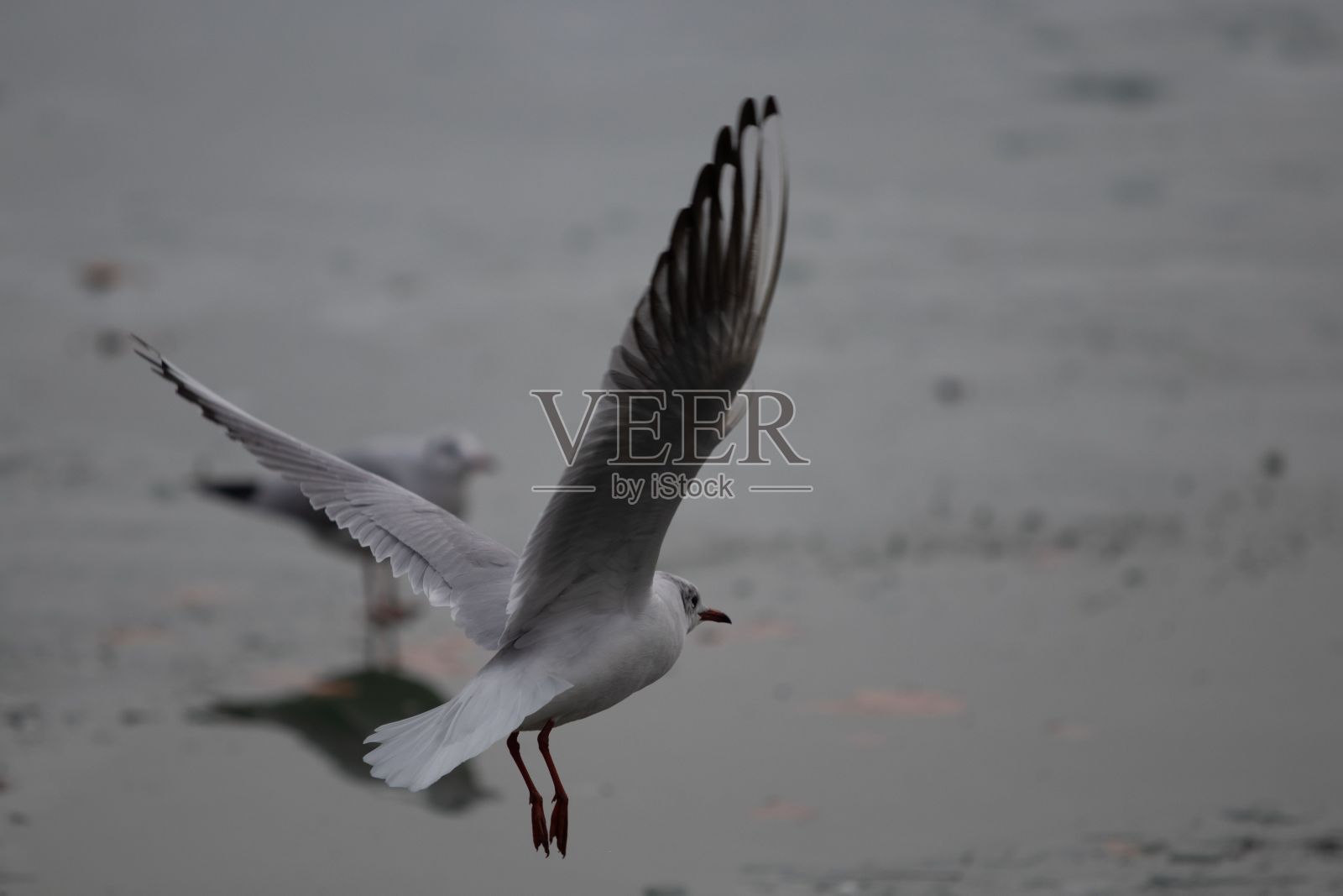 海鸥在海滩上空翱翔照片摄影图片