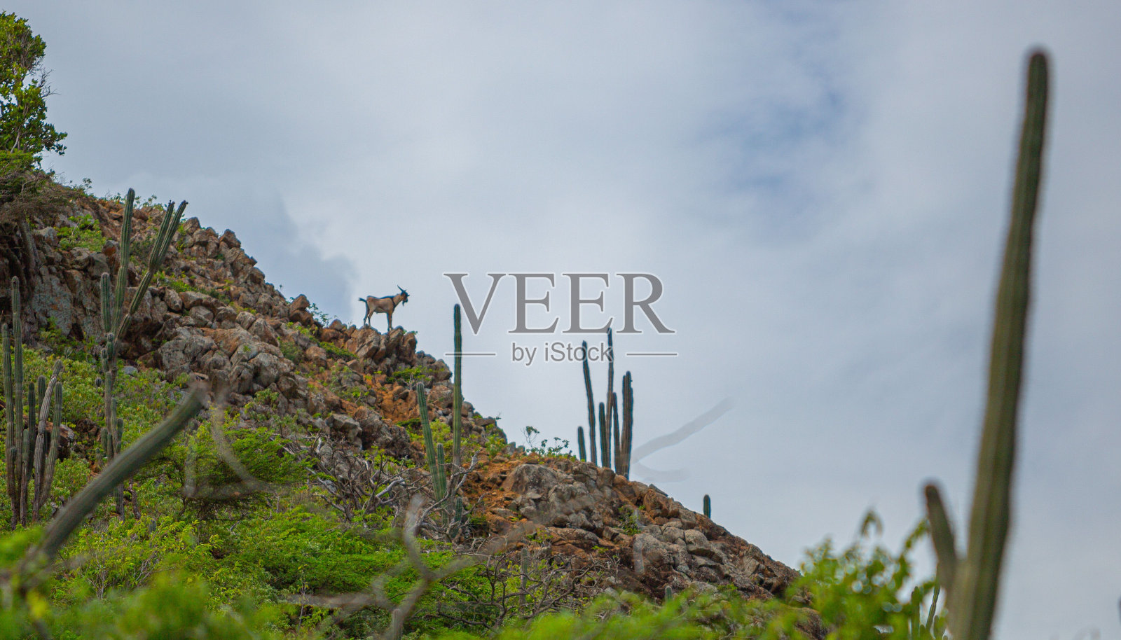 一座山上，一只山羊站在岩石上照片摄影图片