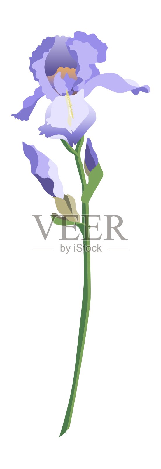 单瓣蓝色鸢尾花，茎上，花蕾孤立在白色背景上插画图片素材
