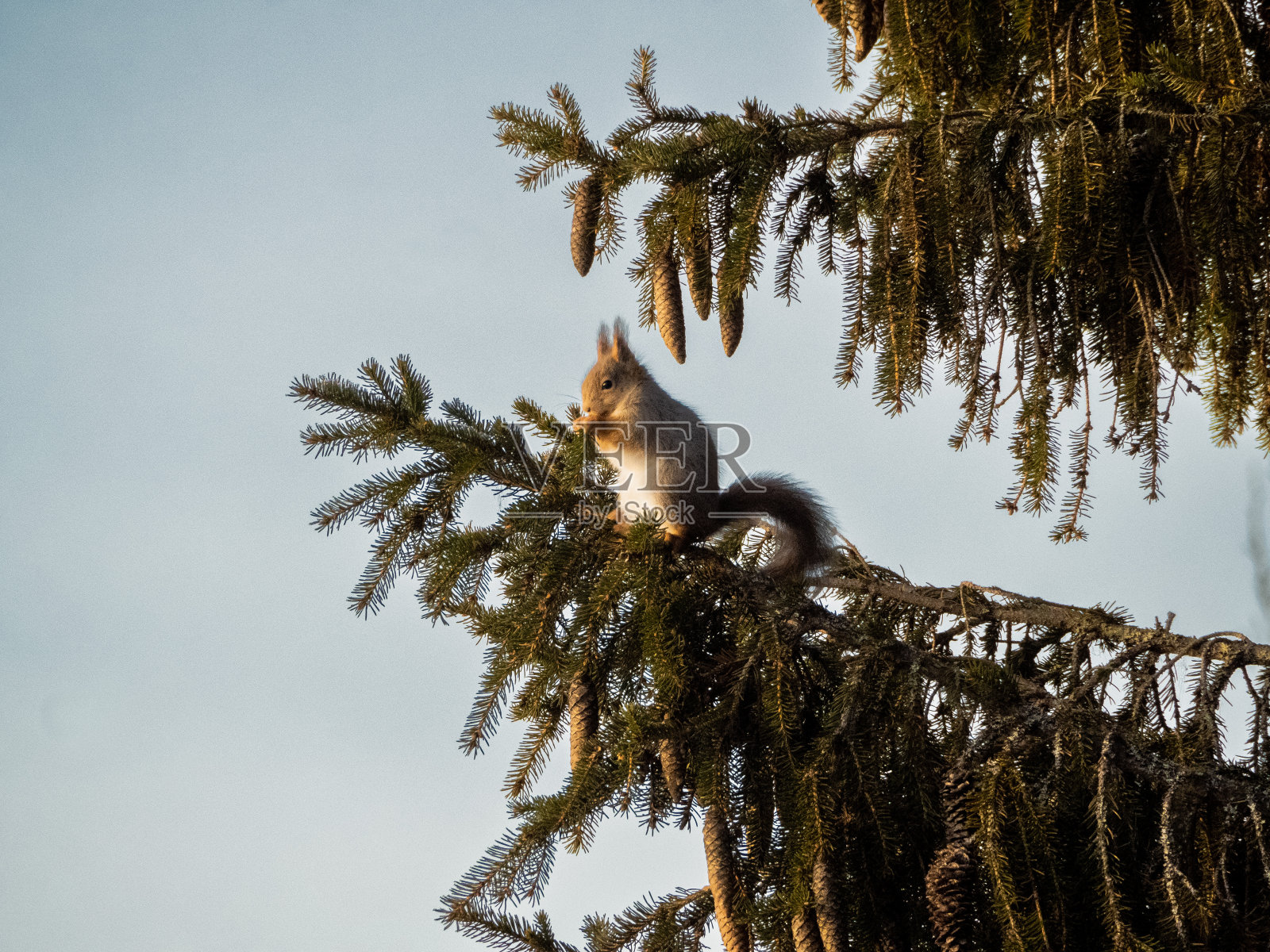 一只松鼠。照片摄影图片