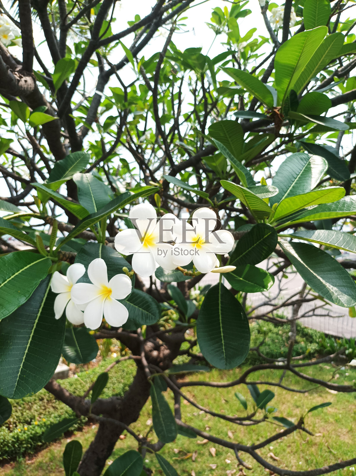 未指明的花照片摄影图片