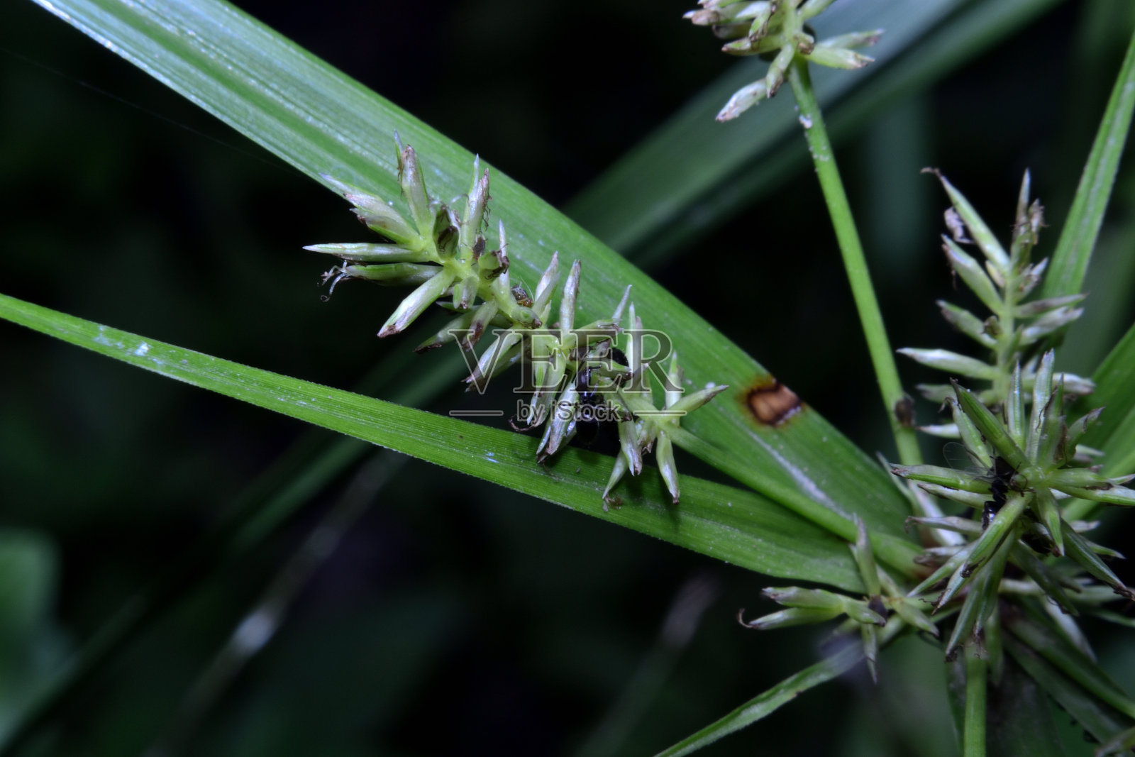 在Achyrachaena单型属中唯一的物种是一年生草本Achyrachaena mollis，它有一个共同的名字吹妻。照片摄影图片