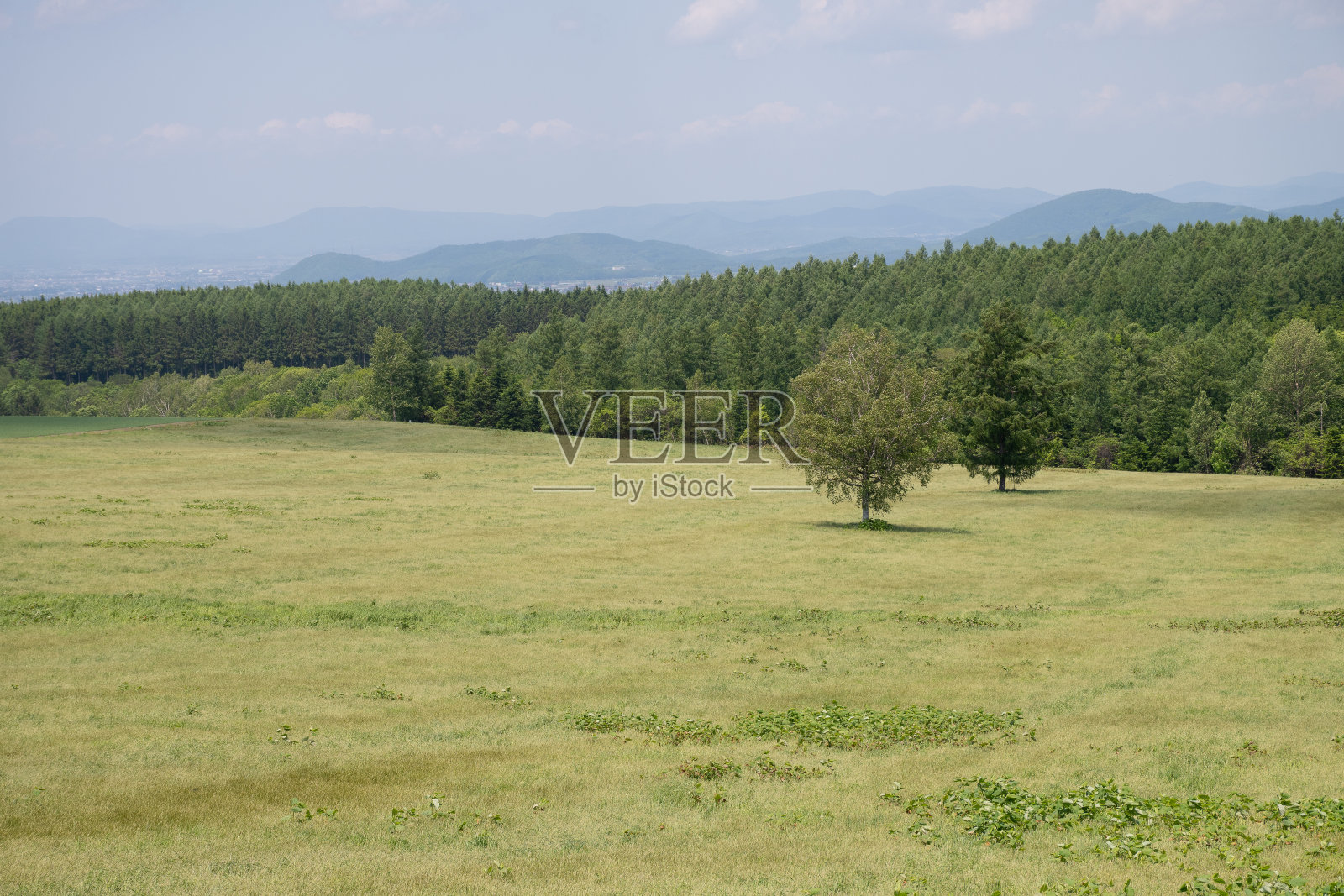 初夏草地上的桦树照片摄影图片