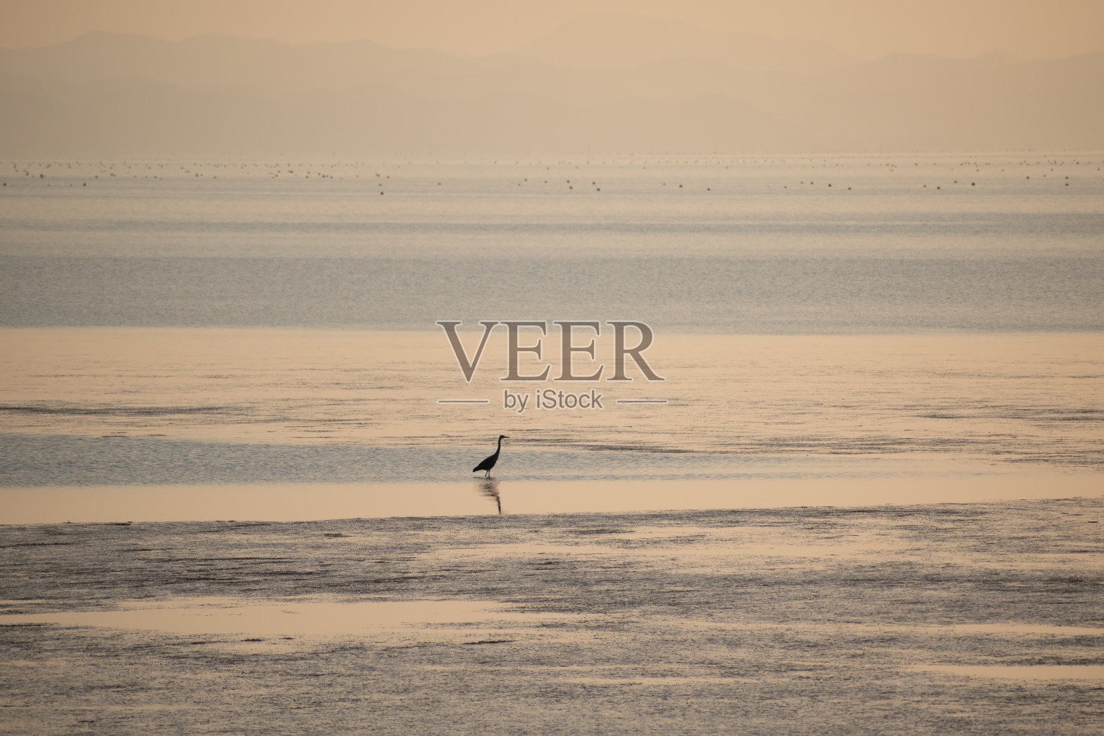 宁静的湖面黄昏和苍鹭照片摄影图片