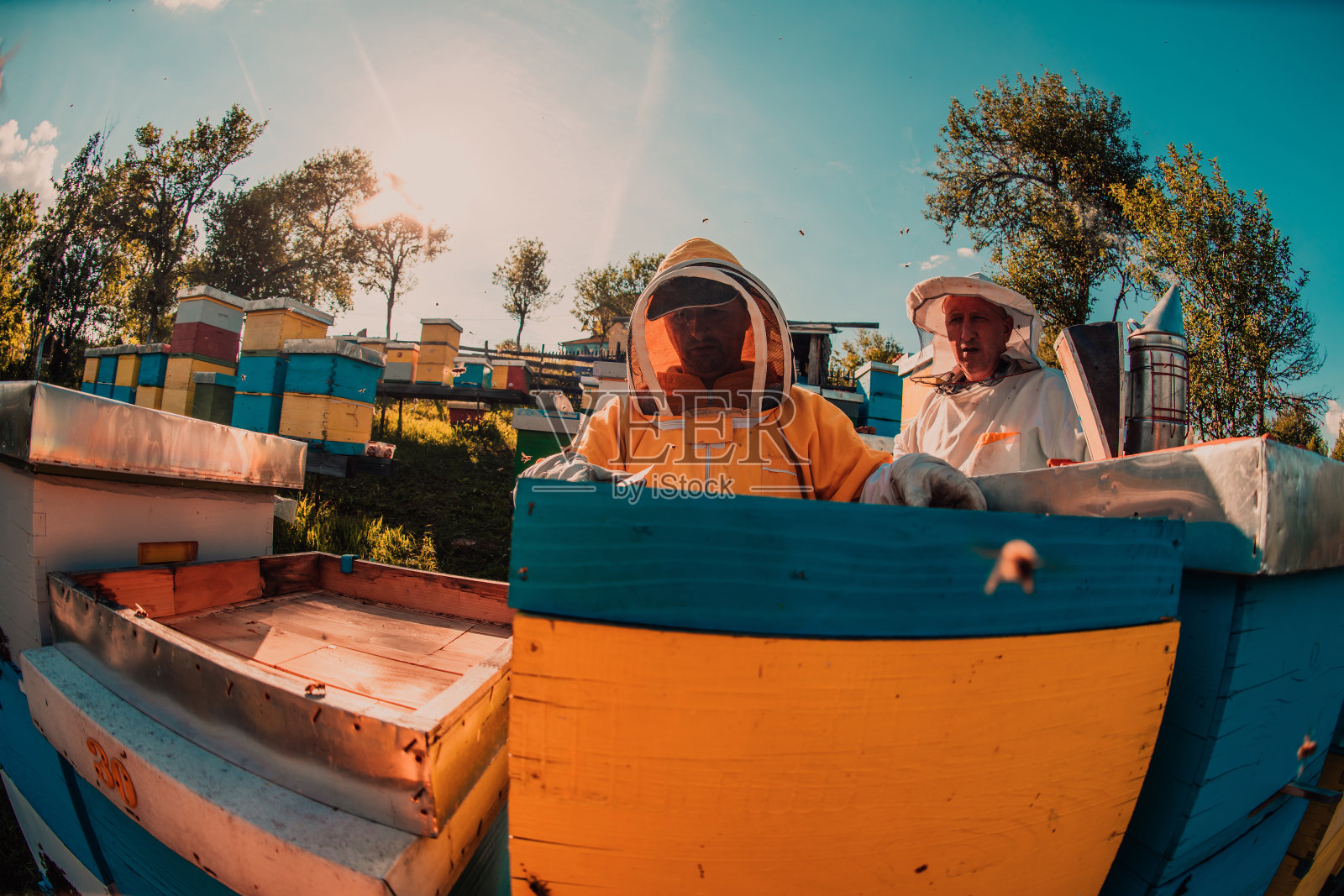 养蜂人在田野里检查蜂巢框架上的蜂蜜。小企业主在养蜂场。天然健康食品生产商在养蜂场与蜜蜂和蜂箱合作。照片摄影图片