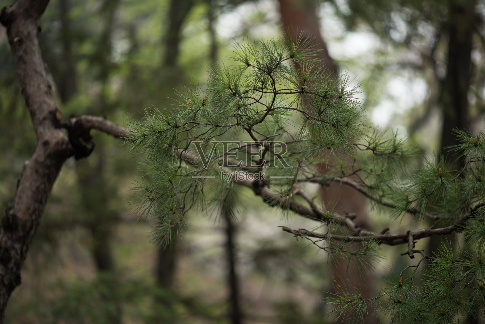 首尔的春天花园照片摄影图片