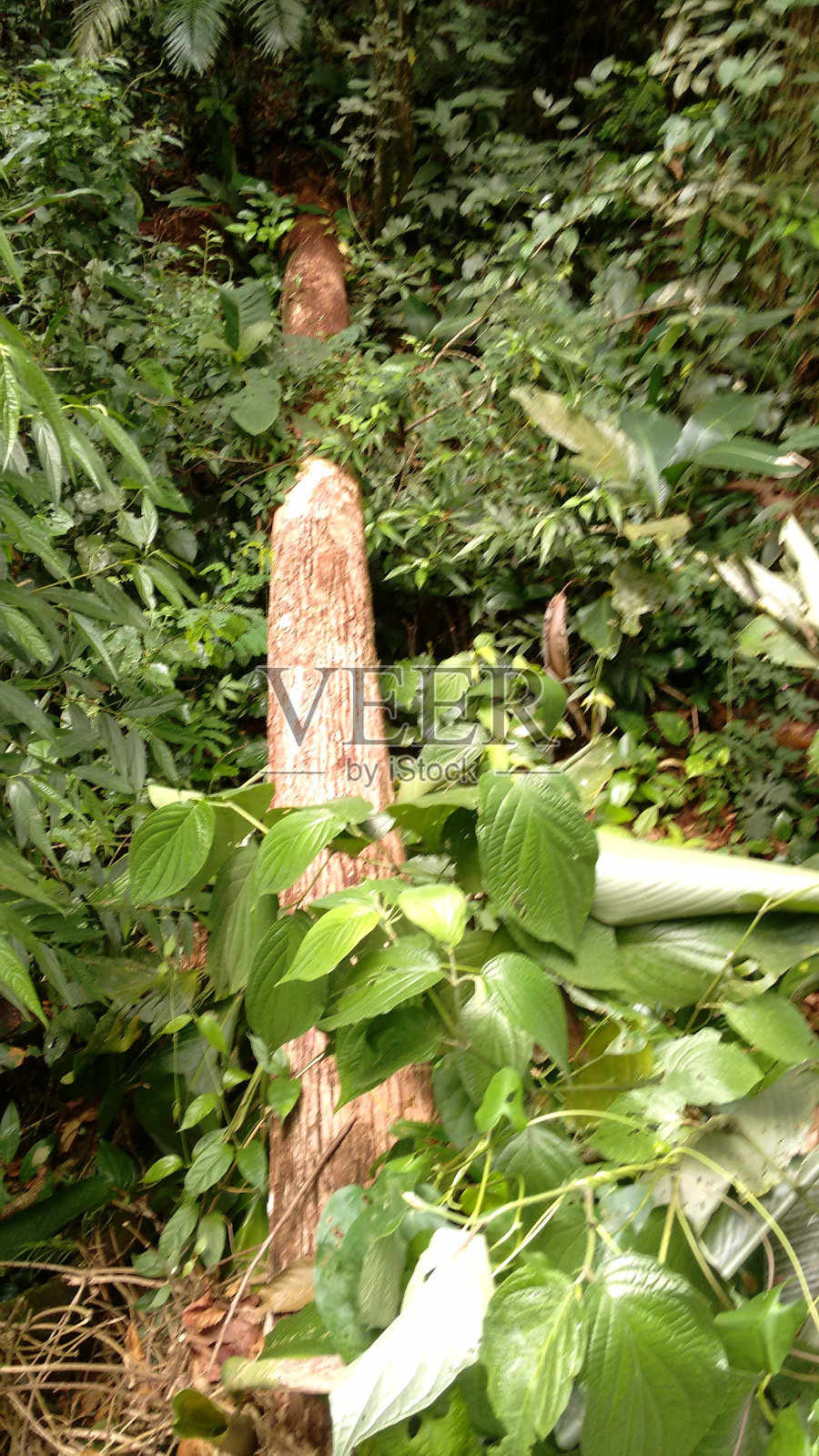 小道照片摄影图片