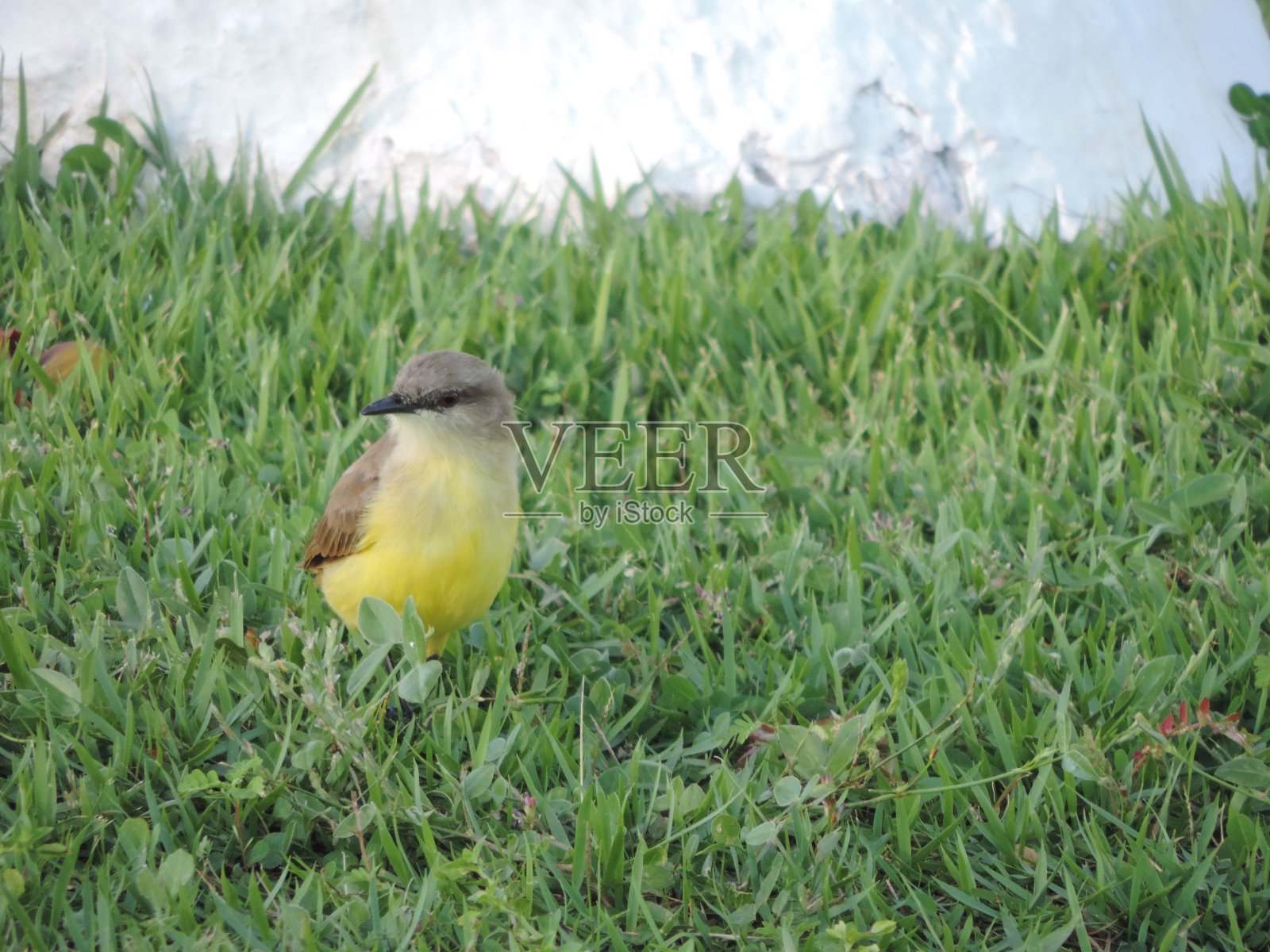 大基斯卡迪照片摄影图片