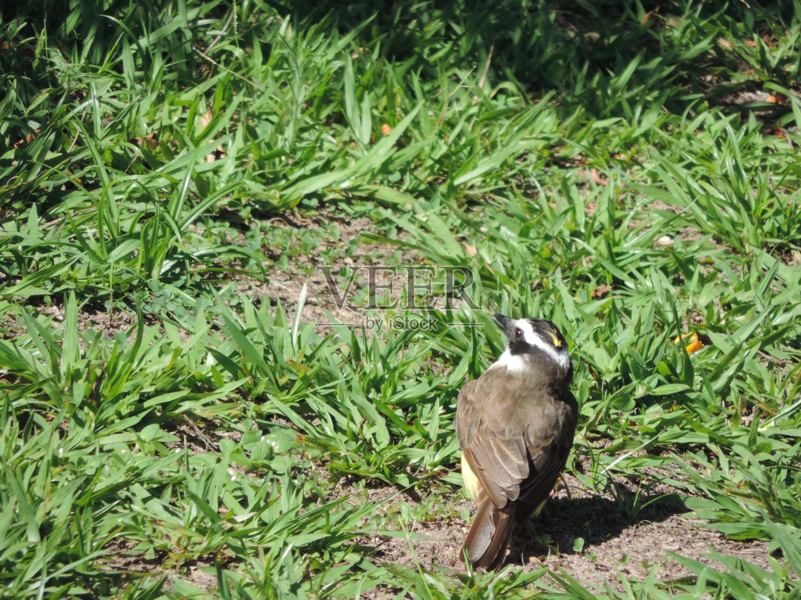 大基斯卡迪照片摄影图片