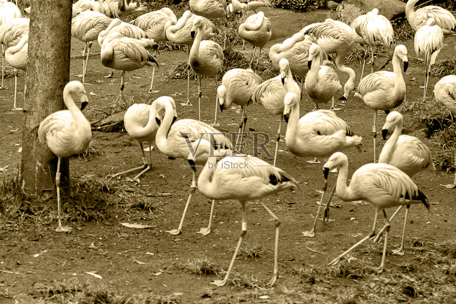 火烈鸟-森林-野生动物-自然-棕褐色调色照片摄影图片