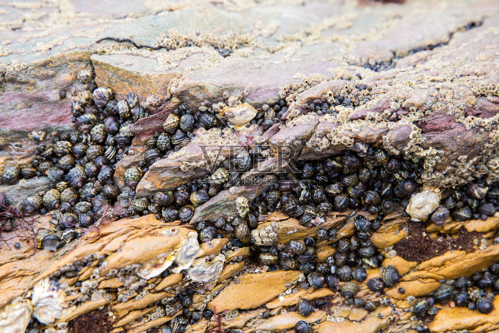 近距离拍摄海螺在岩石表面照片摄影图片