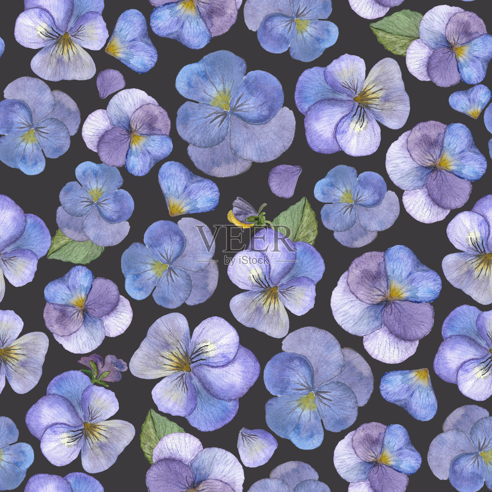 水彩无缝图案与房价花。手绘中提琴花孤立在黑暗的背景。用于包装纸、纺织品、壁纸、明信片、贺卡、婚礼请柬、浪漫活动。插画图片素材