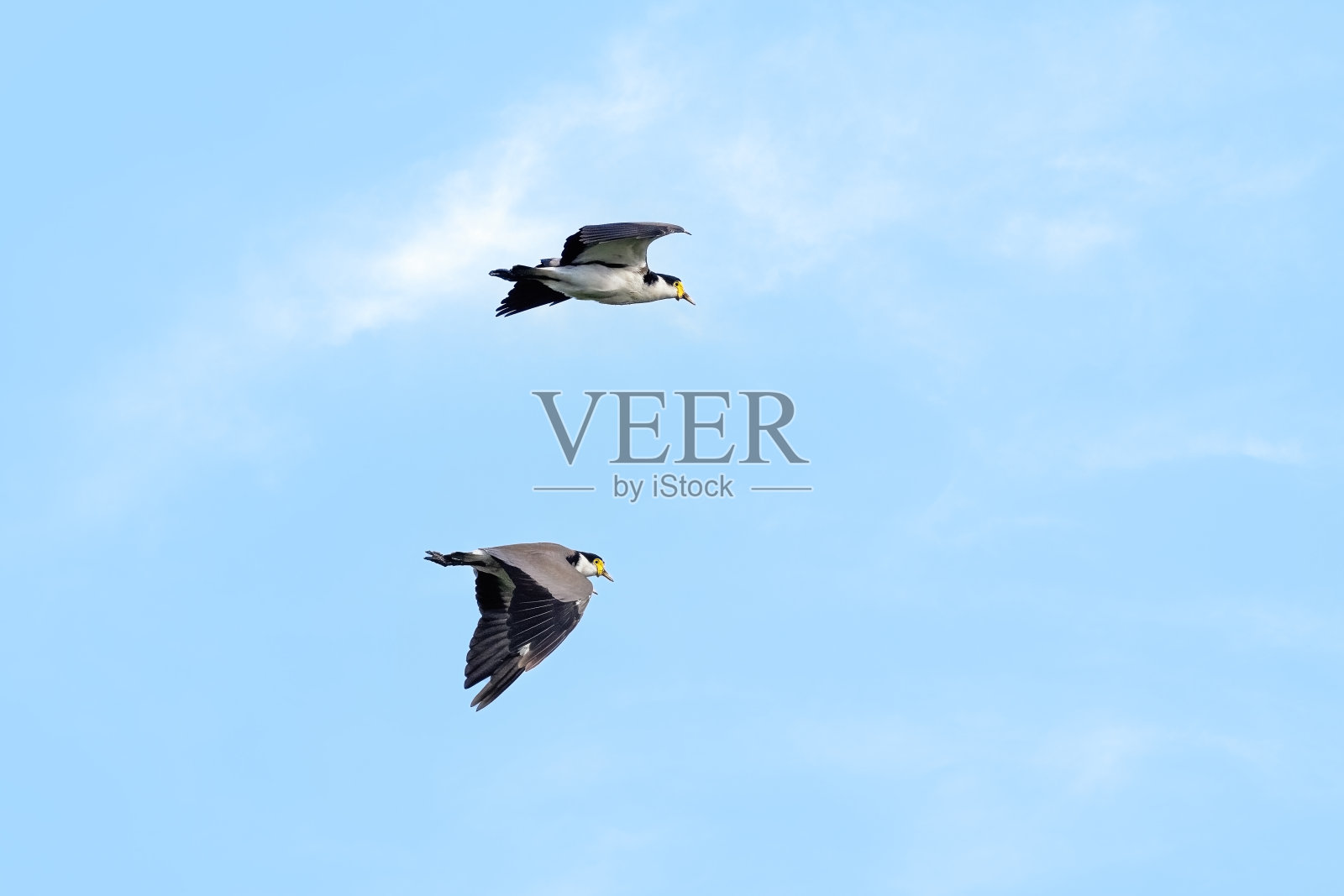 一对黑色的双肩田凫，在蓝色的天空下飞行。也被称为刺翅鸻，澳大利亚南部、塔斯马尼亚和新西兰特有。照片摄影图片