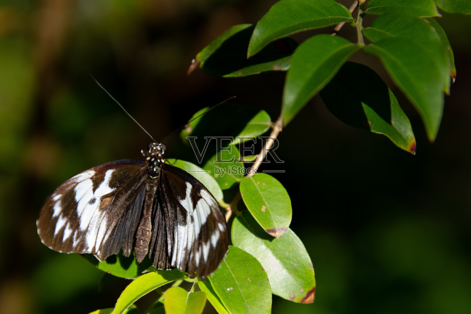 美丽多彩的蝴蝶觅食照片摄影图片